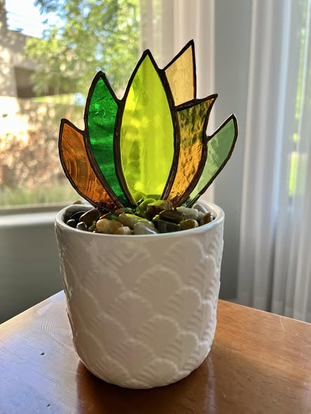 Aloe Plant
