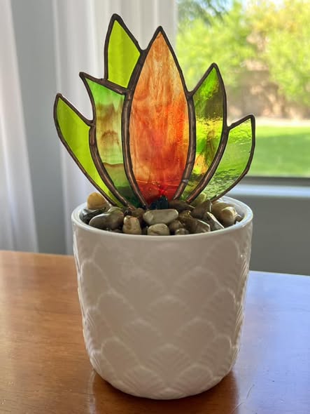 Aloe Plant