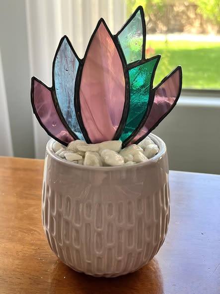 Aloe Plant